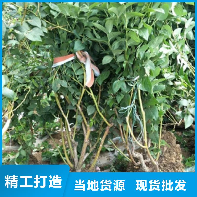 蓝莓苗-钙果苗量大更优惠