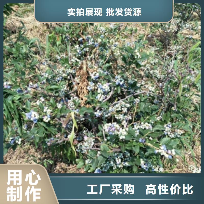 蓝莓苗绿化树绿化工程厂家自营