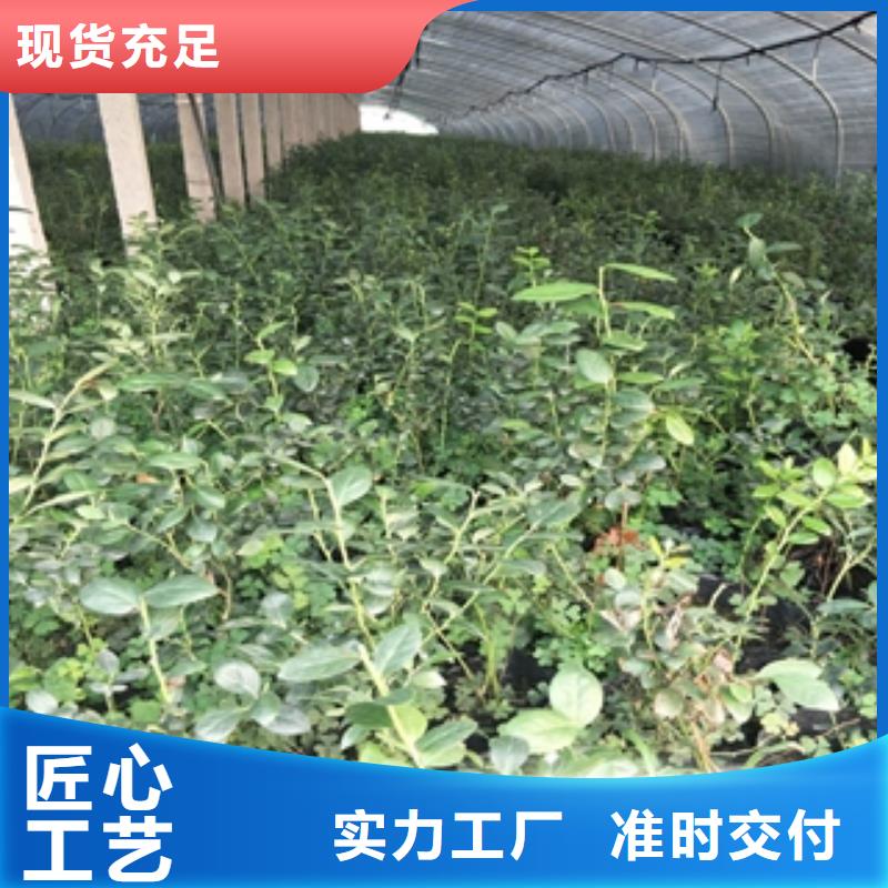 蓝莓苗核桃苗樱花苗长果桑树苗用心做品质