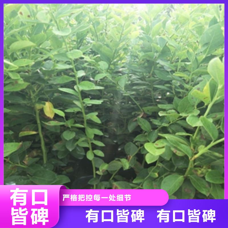 蓝莓苗【占地果树】质量层层把关