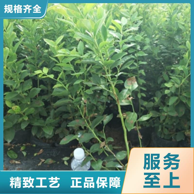 蓝莓苗-绿化树绿化工程主推产品