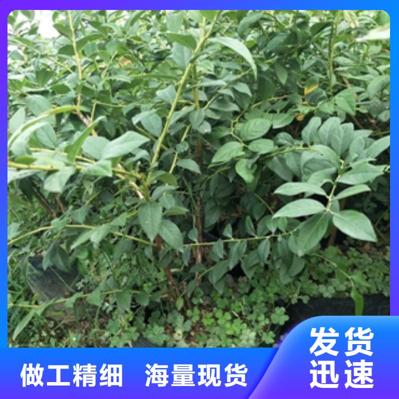 蓝莓苗核桃苗樱花苗长果桑树苗用心做品质