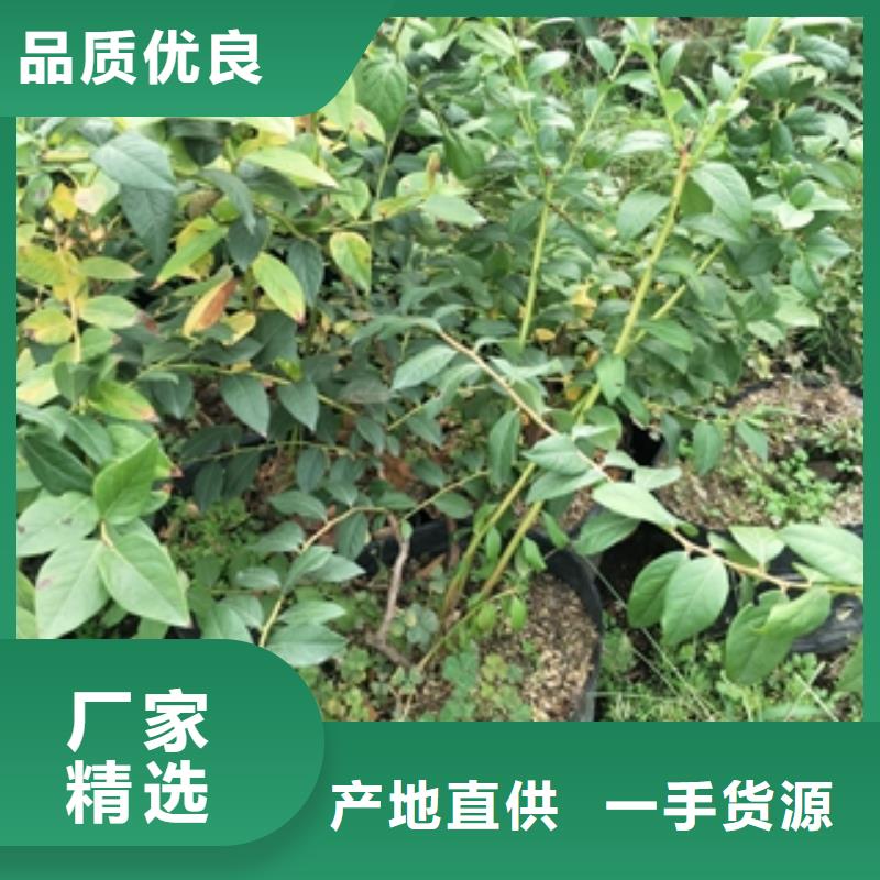 蓝莓苗适用范围广