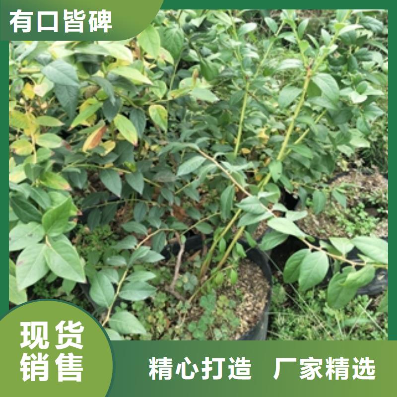 蓝莓苗樱桃苗精心推荐