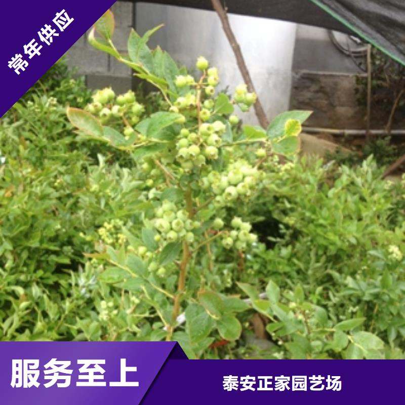 蓝莓苗,树莓苗优质材料厂家直销