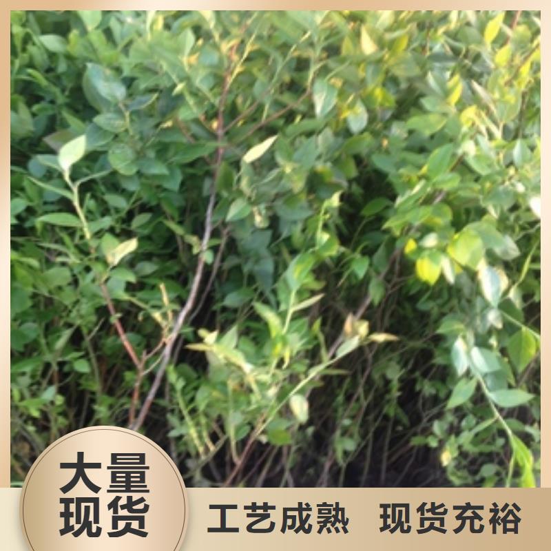 蓝莓苗-占地果树客户满意度高