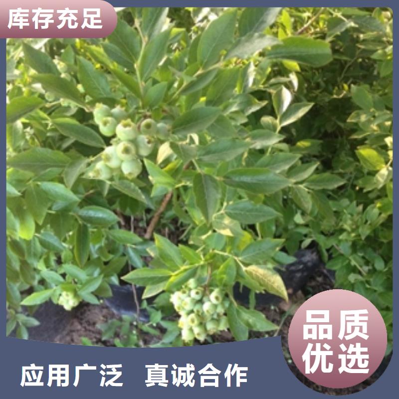 【蓝莓苗】,核桃苗樱花苗长果桑树苗精益求精