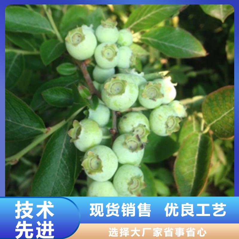 蓝莓苗钙果苗来图定制量大从优