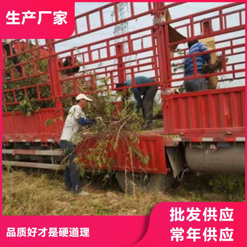桃树占地果树品牌大厂家