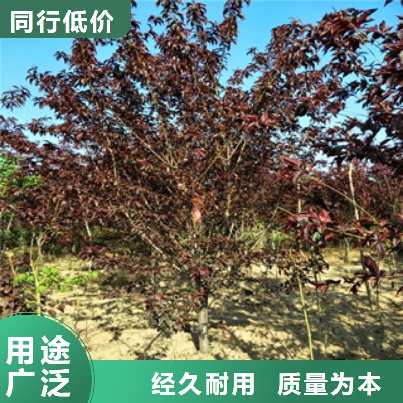 桃树核桃苗樱花苗长果桑树苗现货采购