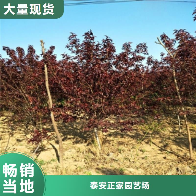 桃树蓝莓苗品牌大厂家