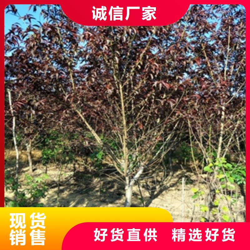【桃树泰山景松造型景松工艺层层把关】
