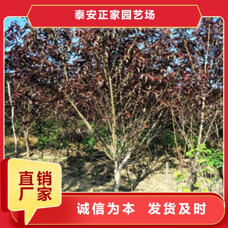 桃树蓝莓苗专注细节更放心