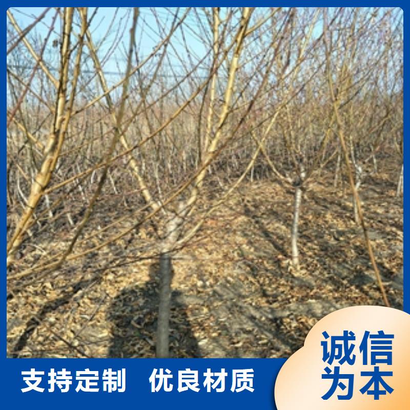 桃树-【树莓苗】重信誉厂家