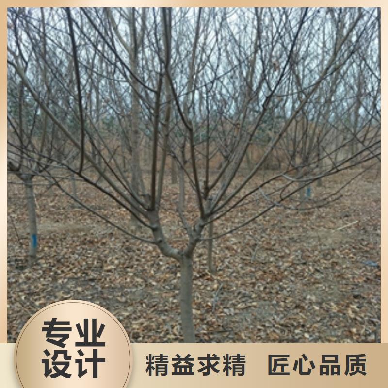 桃树樱桃苗您想要的我们都有