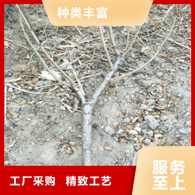 桃树核桃苗樱花苗长果桑树苗专注生产制造多年