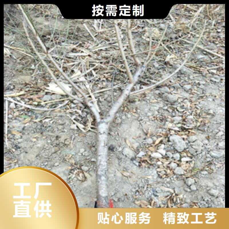 桃树樱桃苗优选原材