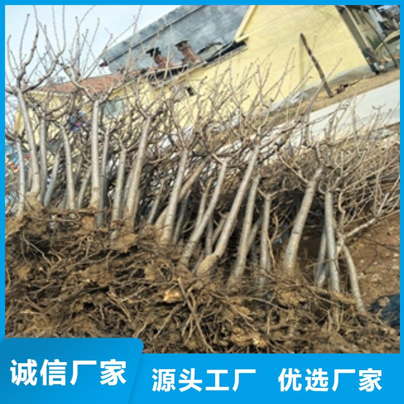 桃树-【树莓苗】重信誉厂家