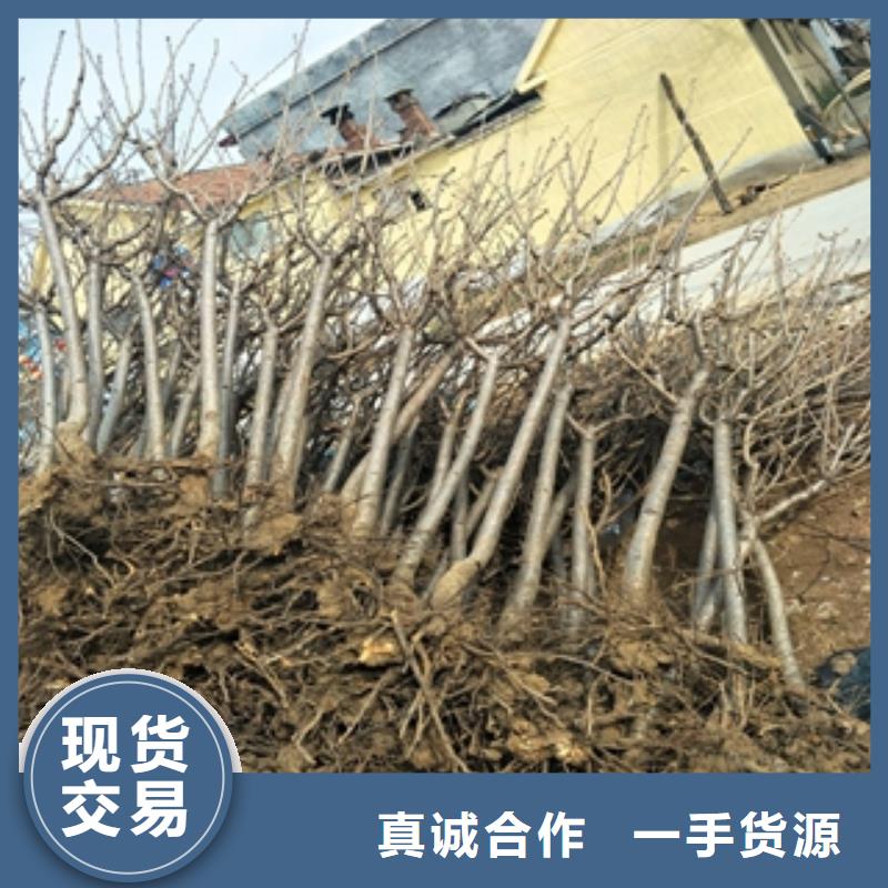 桃树【泰山景松造型景松】买的放心
