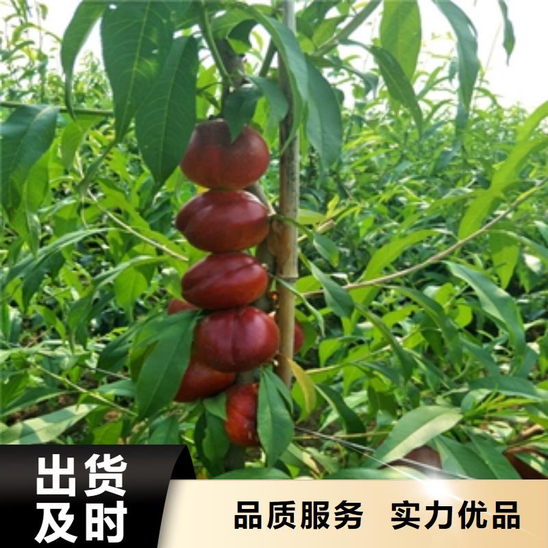 桃树-【核桃苗樱花苗长果桑树苗】现货供应