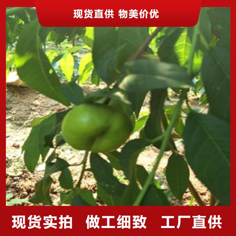 桃树-【核桃苗樱花苗长果桑树苗】现货供应