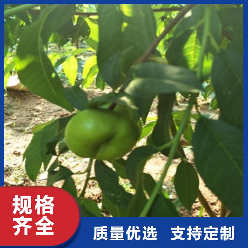 桃树-泰山景松造型景松专注细节更放心