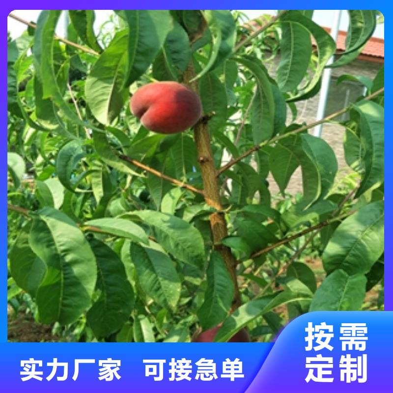 桃树樱桃苗优选原材