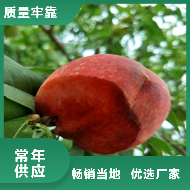 桃树樱桃苗您想要的我们都有