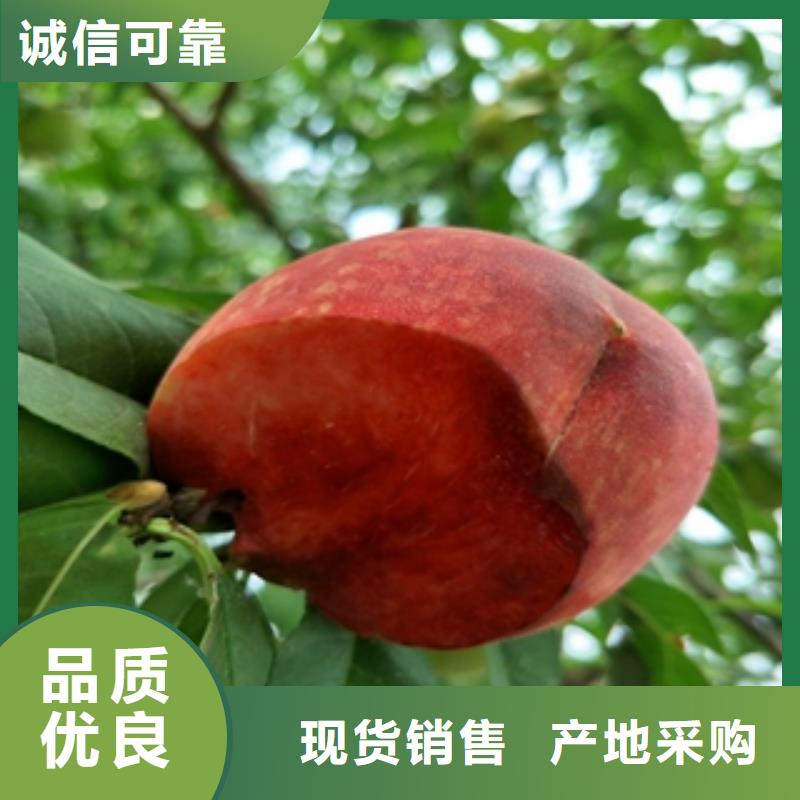 桃树占地果树认准大品牌厂家