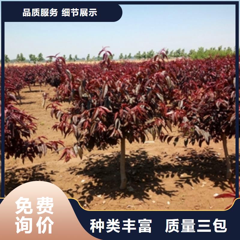 【桃树】占地果树量大从优