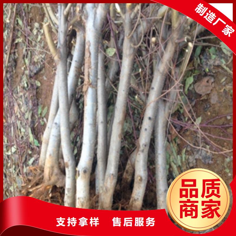 桃树蓝莓苗厂家直发