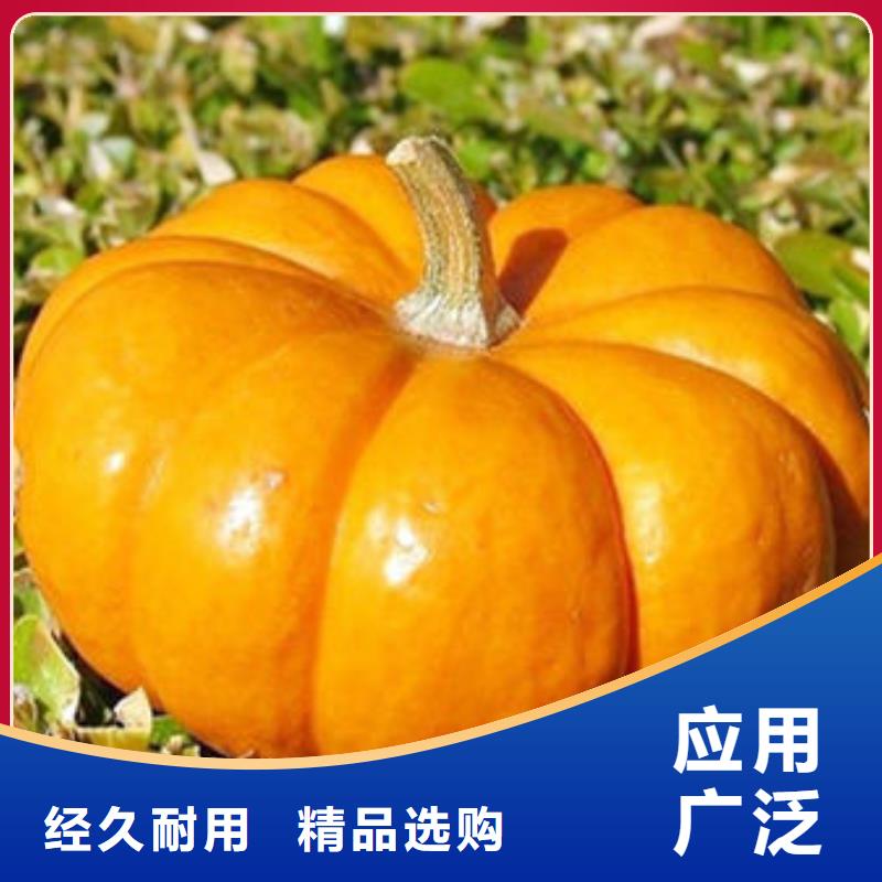 【南瓜丁胡萝卜粉厂家N年大品牌】