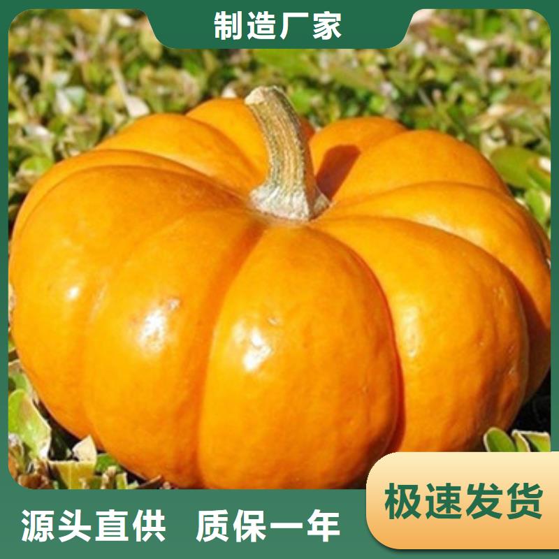南瓜丁优惠报价