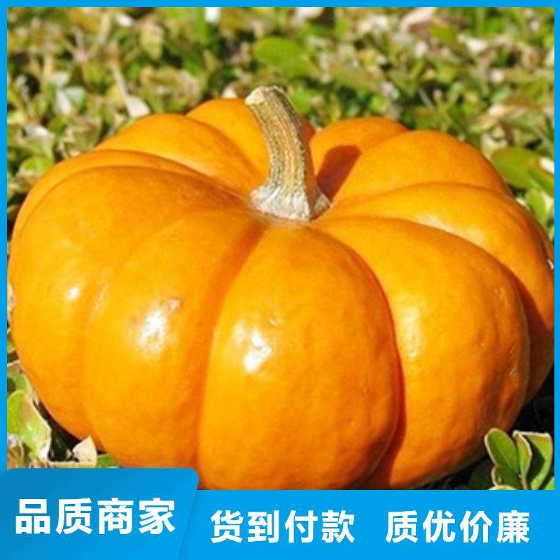 无皮南瓜粒正规厂家