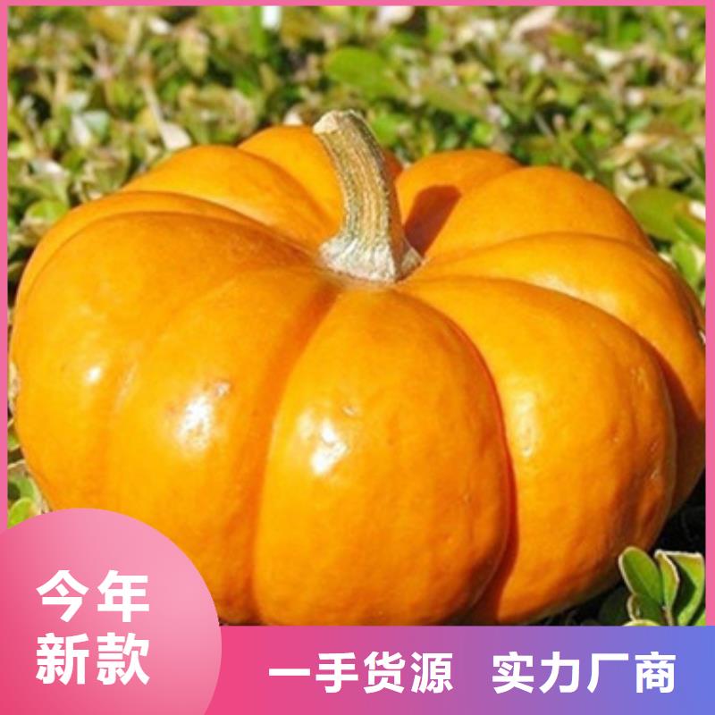 无皮南瓜粒为您介绍