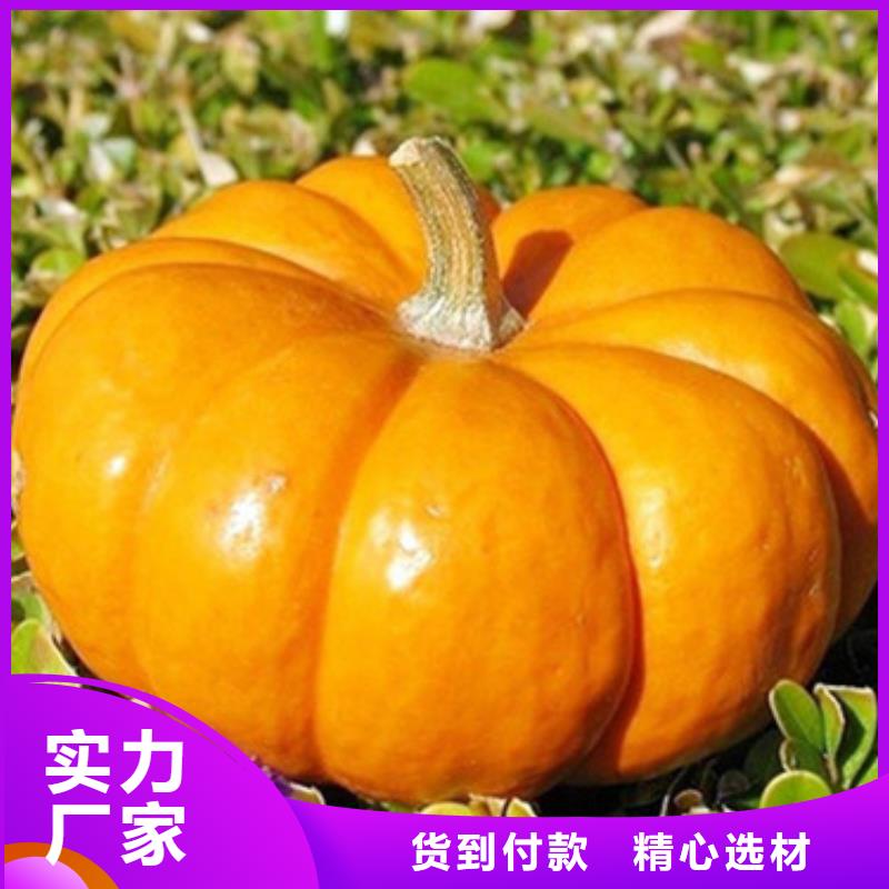 南瓜粒放心选择