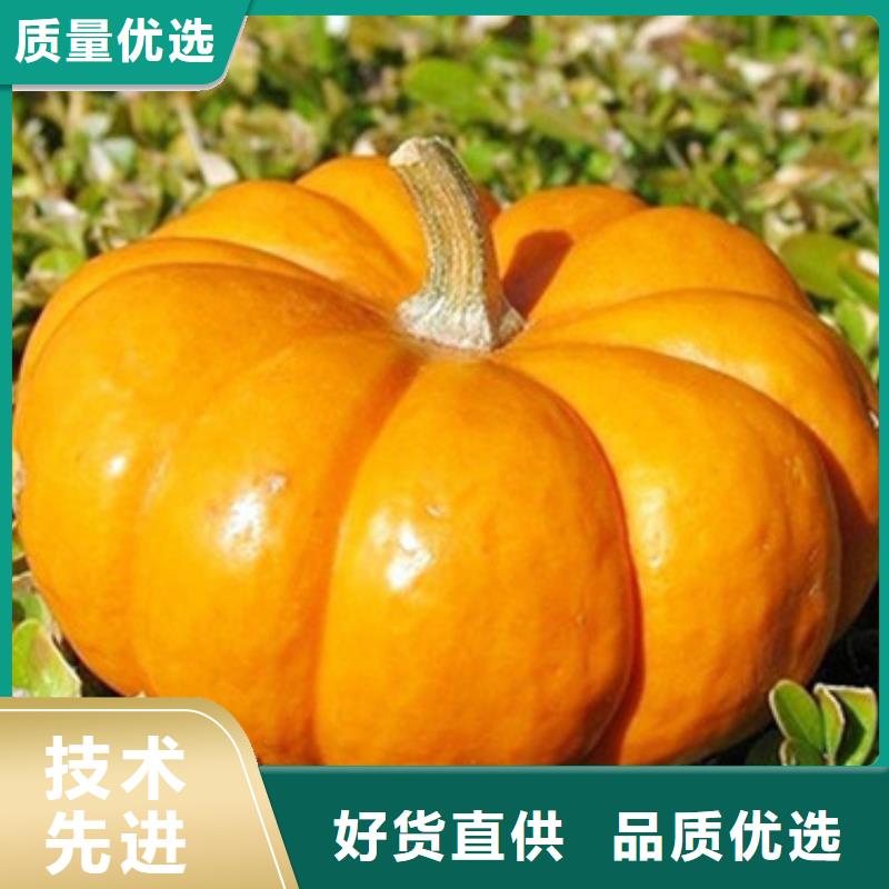 无皮南瓜丁售后无忧