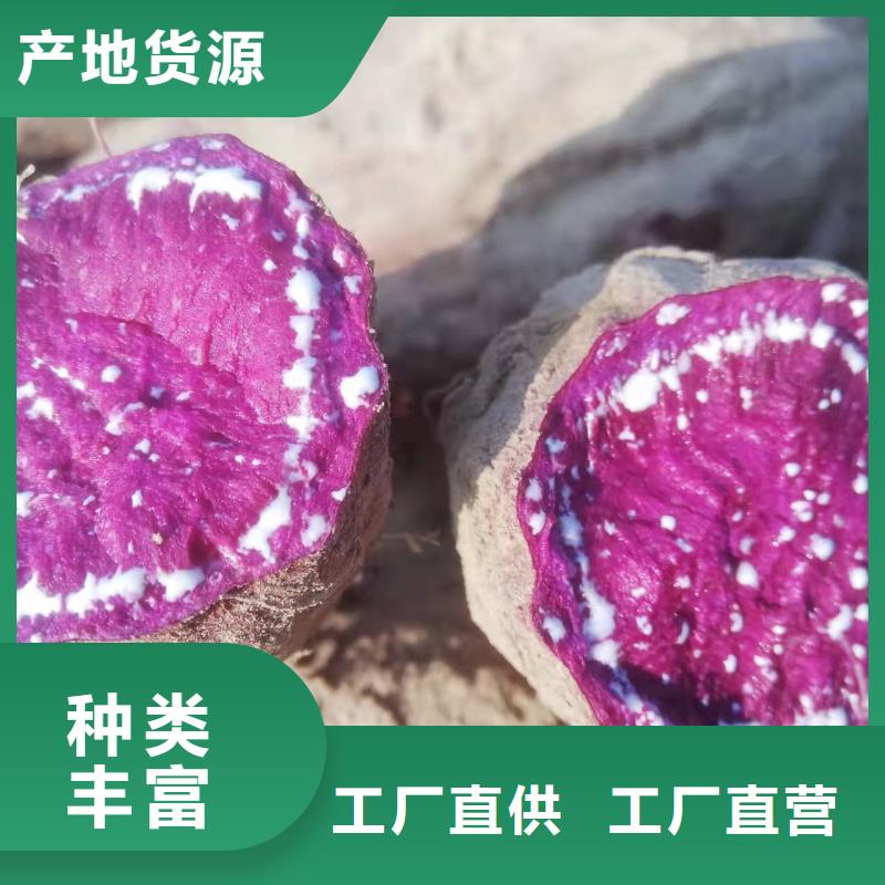 紫薯苗,紫薯粉供您所需