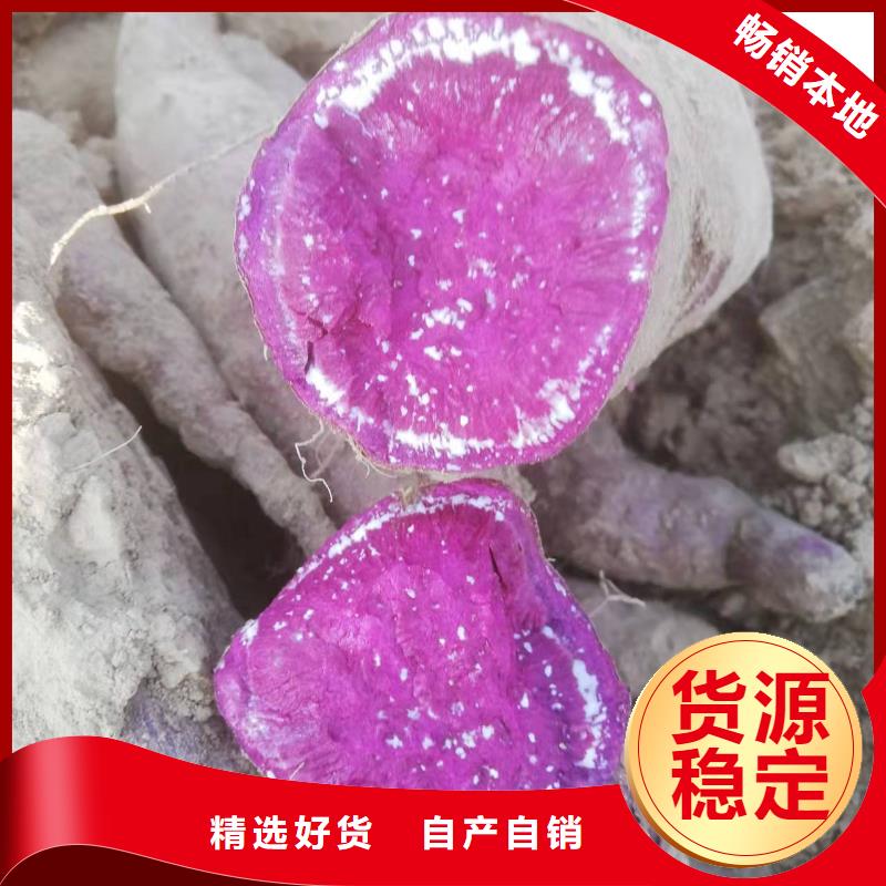 紫薯苗羽衣甘蓝粉好货采购