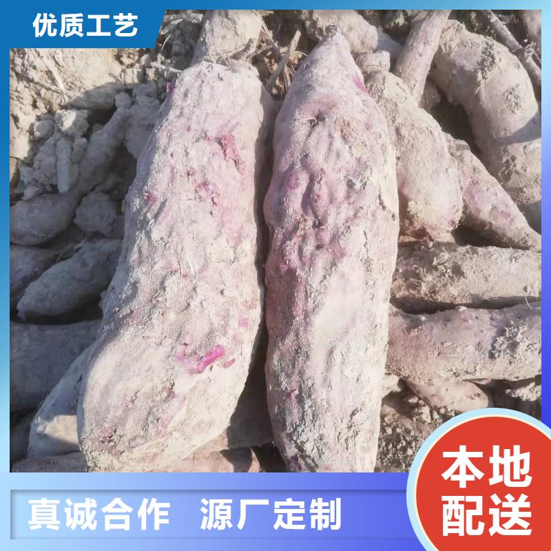 紫薯苗羽衣甘蓝粉服务至上