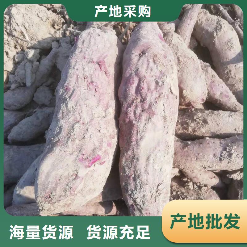 【紫薯苗】羽衣甘蓝粉好货直销