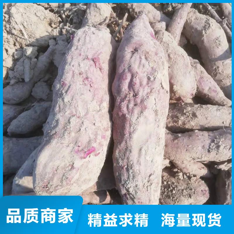 紫薯苗羽衣甘蓝粉大量现货供应