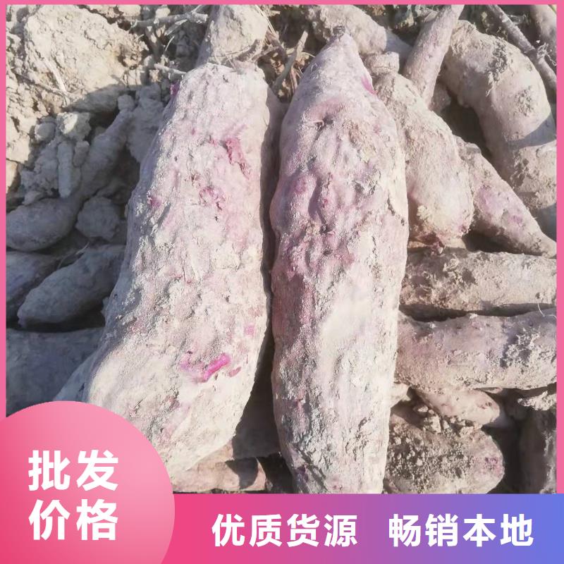 紫薯苗,羽衣甘蓝粉产品优良