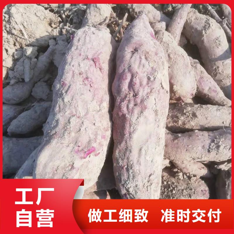 紫薯苗【羽衣甘蓝粉】厂家现货批发