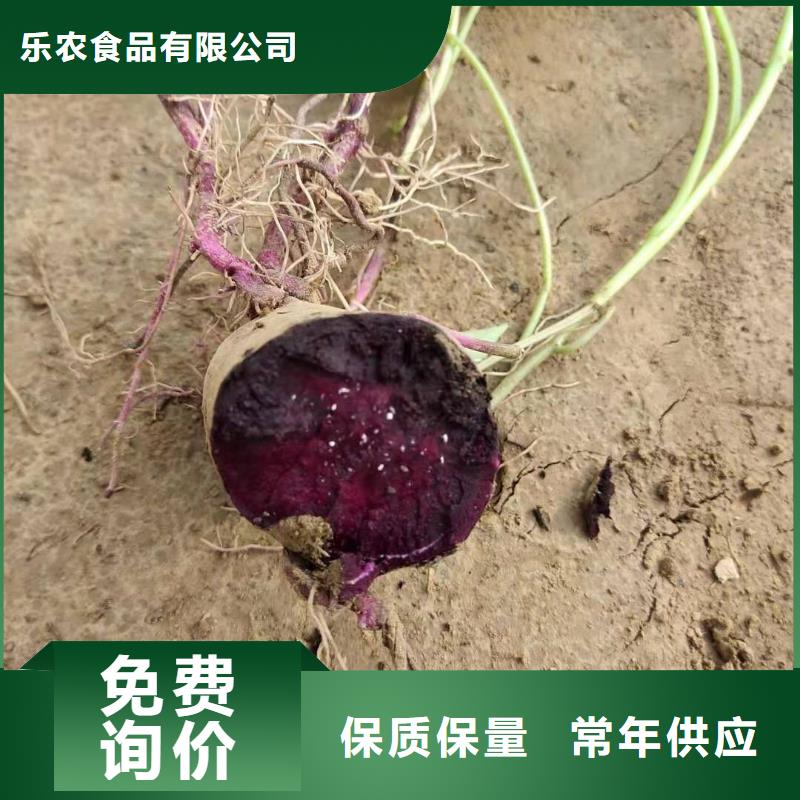紫薯苗胡萝卜粉厂家拥有先进的设备