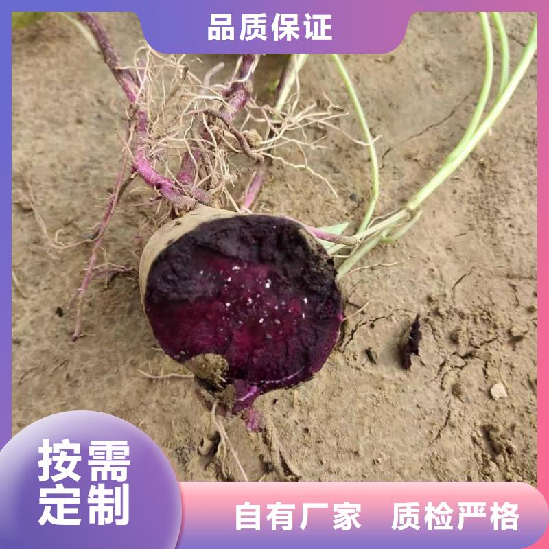【紫薯苗南瓜粉厂家精品优选】