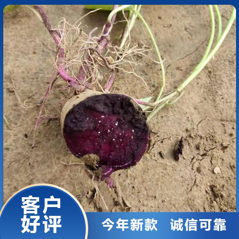 紫薯苗【南瓜丁】厂家实力大