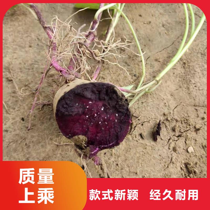 紫薯苗,紫薯粉供您所需