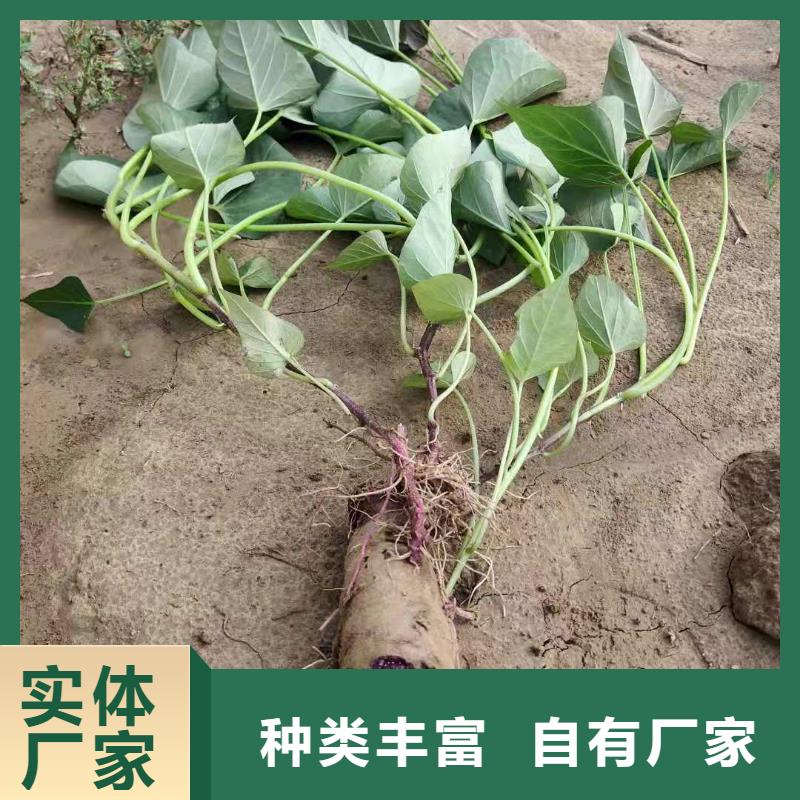 紫薯苗羽衣甘蓝粉服务至上