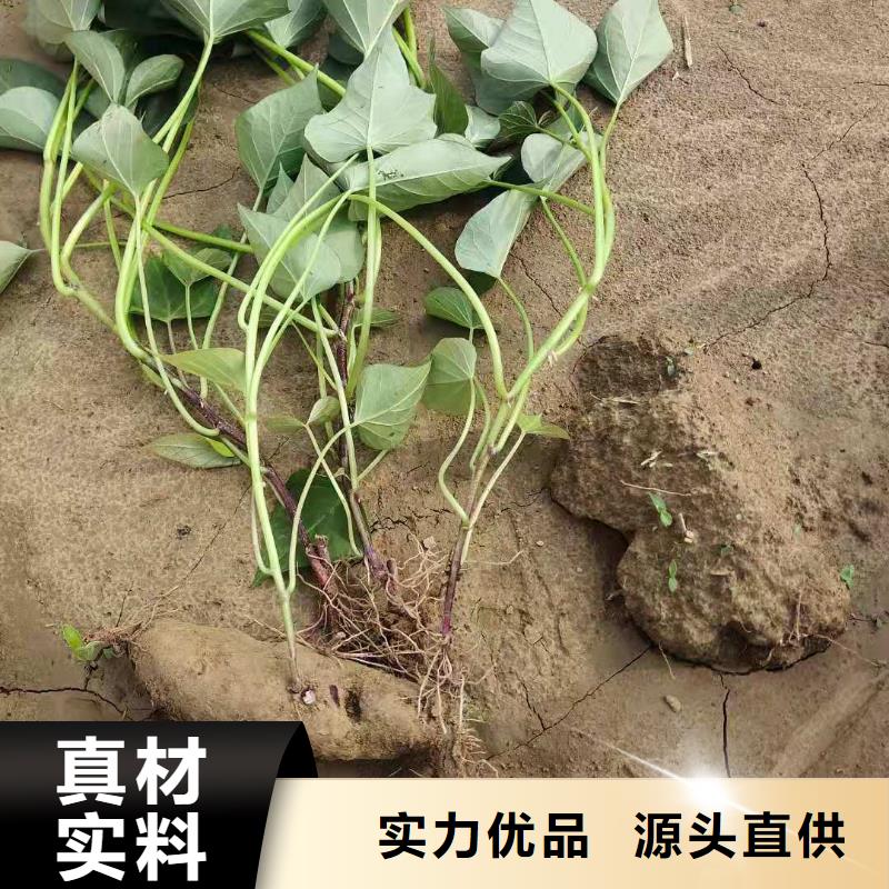 紫薯苗羽衣甘蓝粉大量现货供应